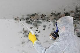 Why You Should Choose Our Mold Remediation Services in Palmer Lake, CO